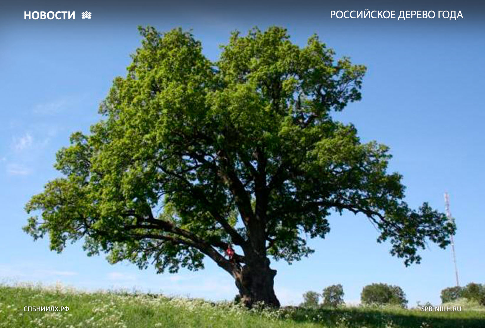 Дуб черешчатый (Калининградская область)